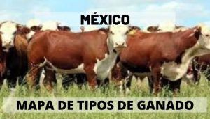 Tipos de Ganado en México