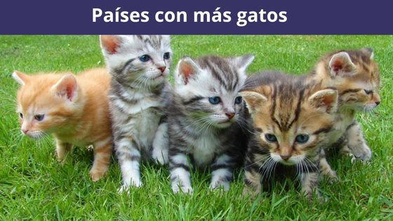 países con más gatos