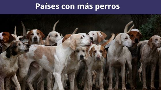 países con mas perros